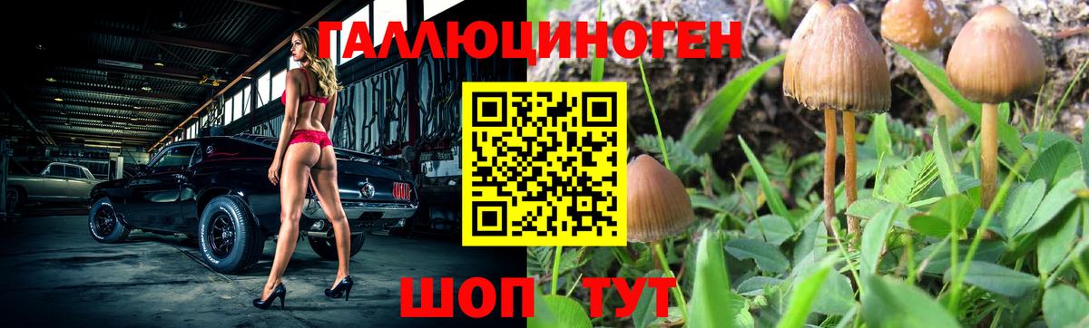 Галлюциногенные грибы Psilocybe Котельники